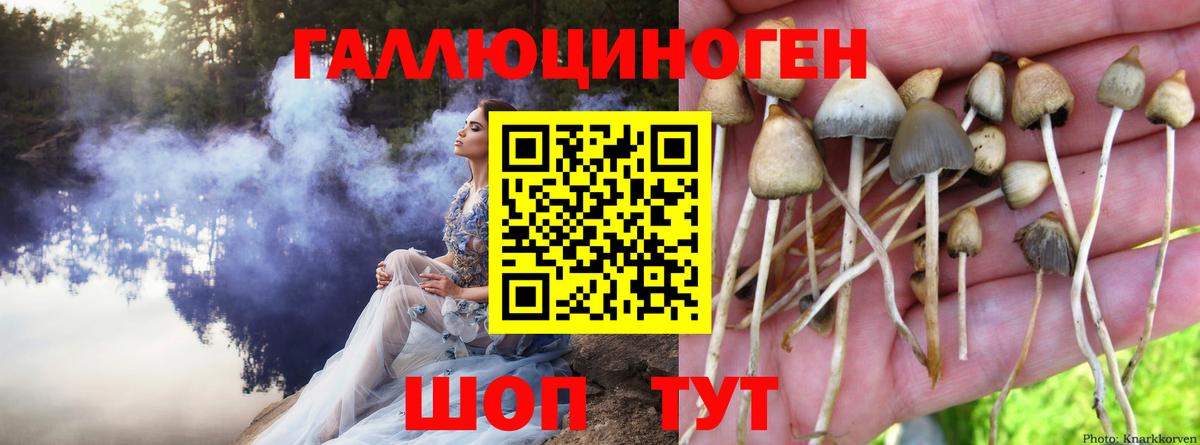 Приморско-Ахтарск  Псилоцибиновые грибы ЛСД  Вход с VPN  Псилоцибиновые грибы ЛСД 